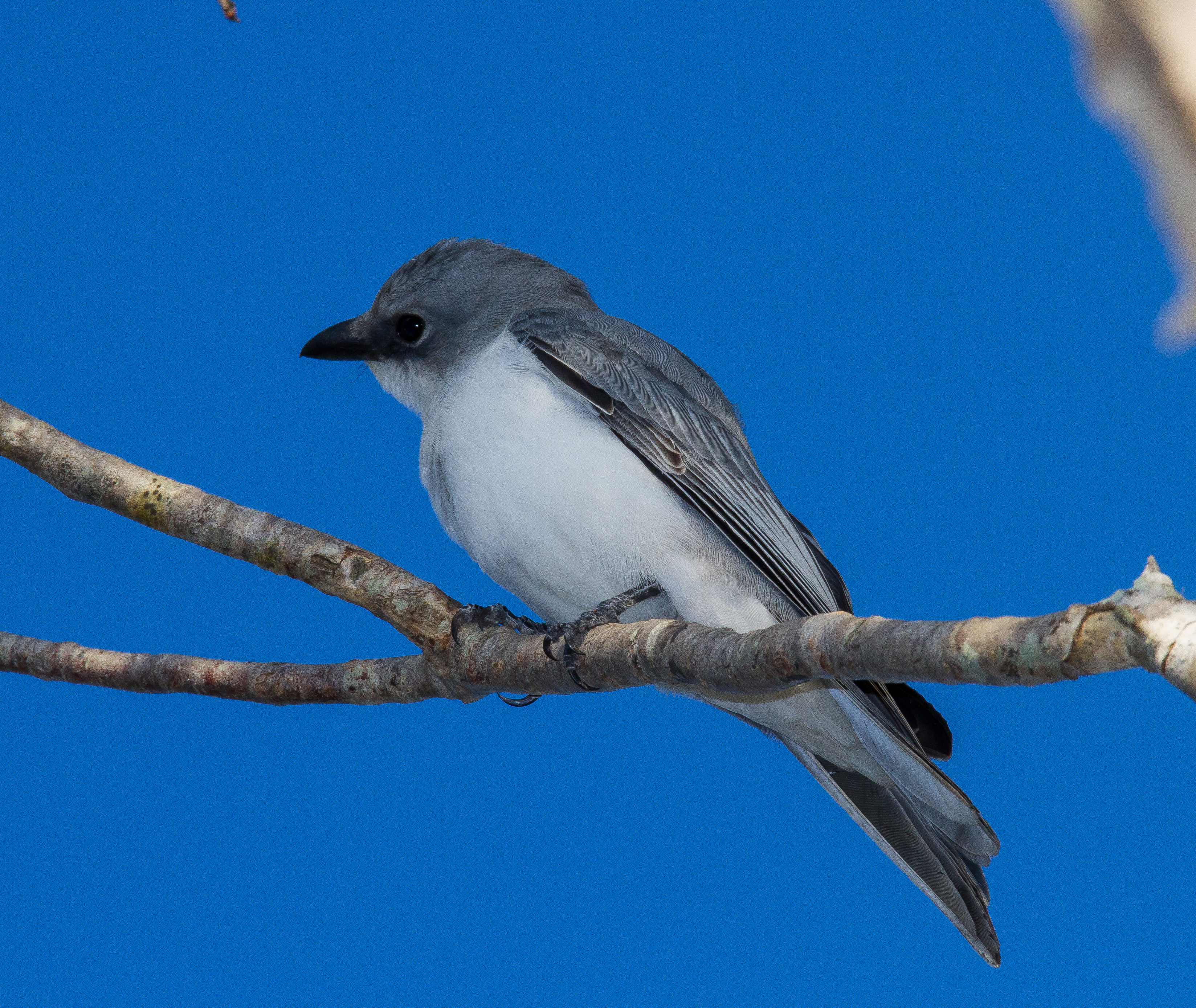 Cuckoo-shrike, White-bellied