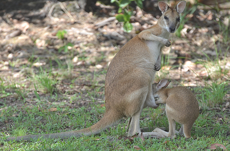 Wallaby, Agile (young female)
