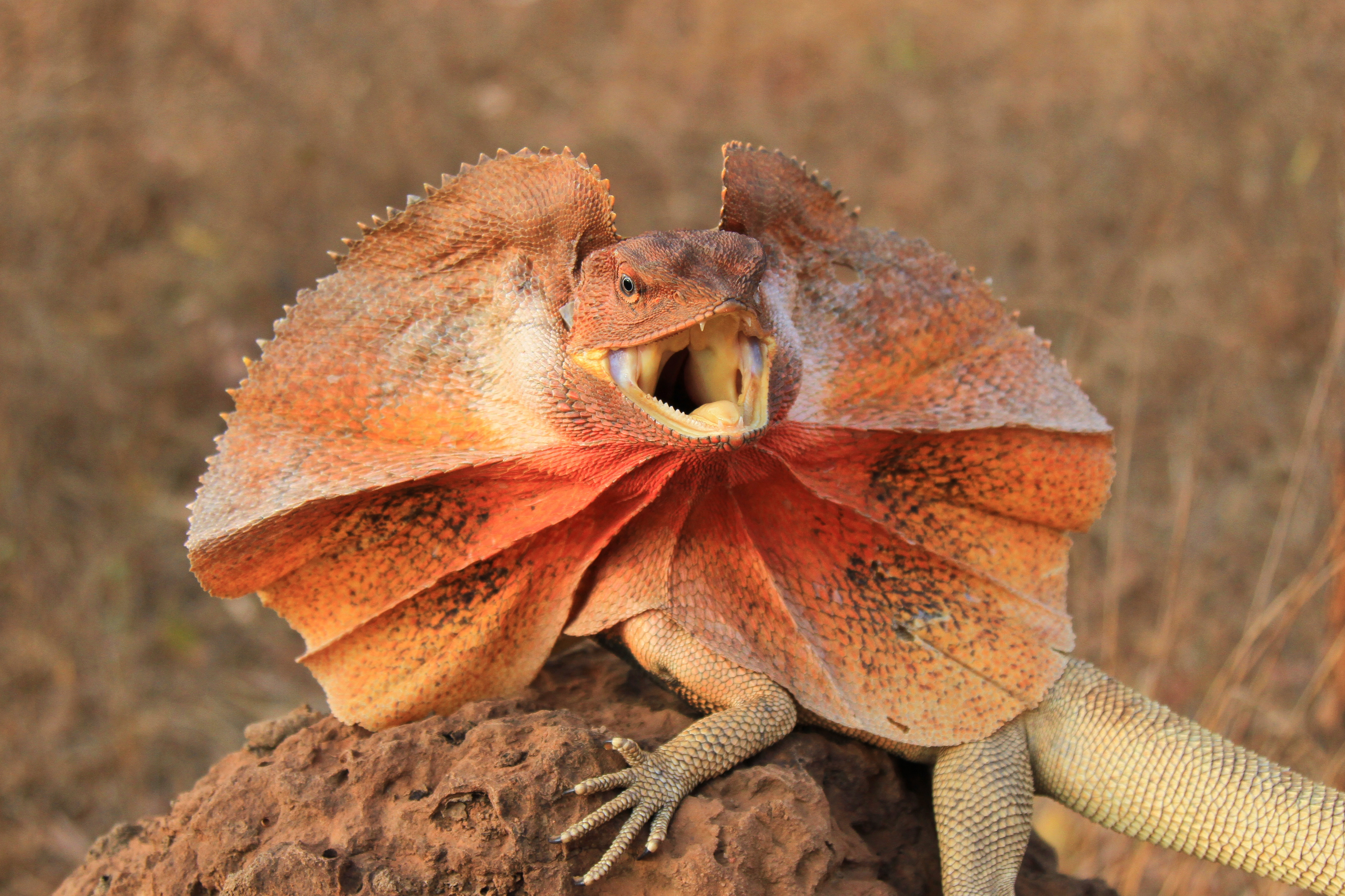 Lizard, Frilled