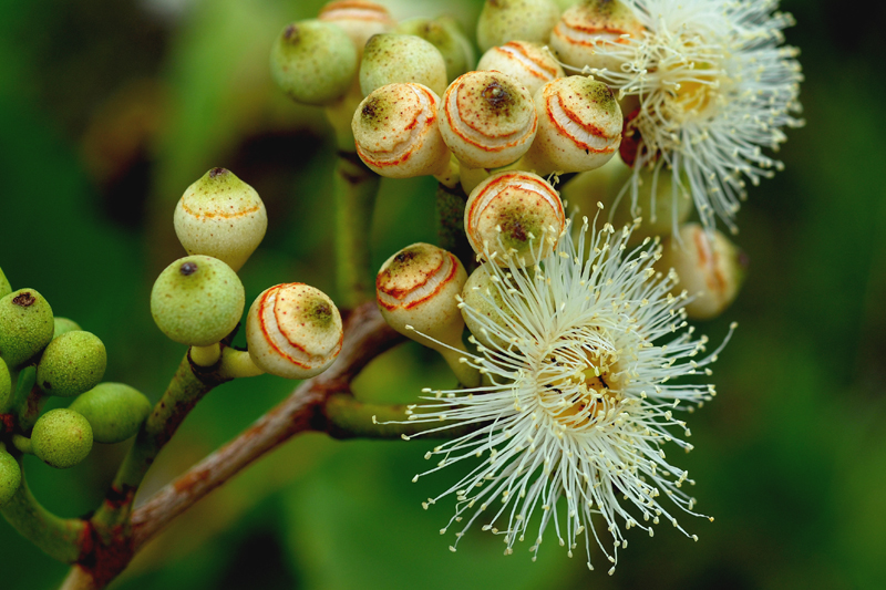 Bloodwood, Broad-leaved