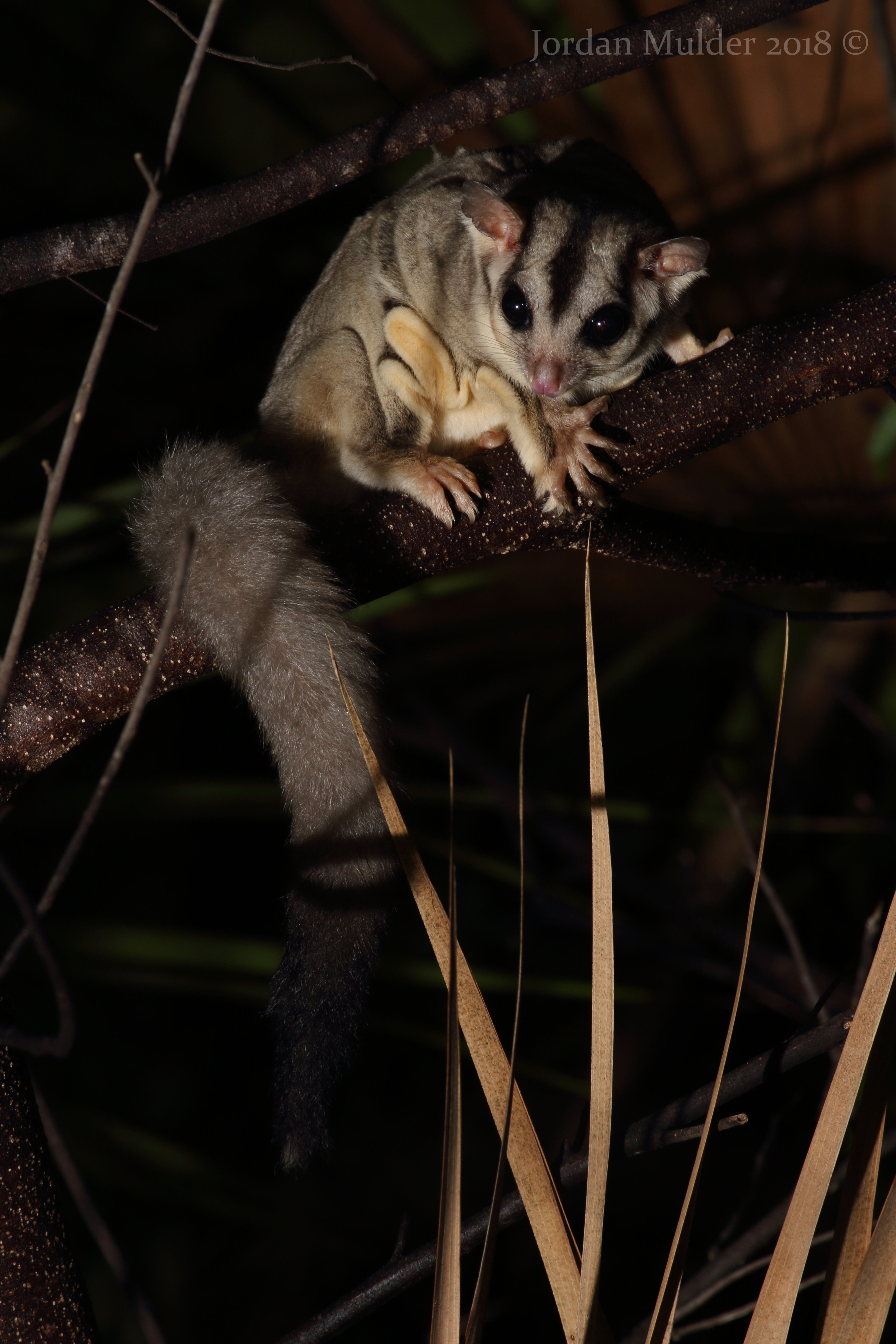 Sugar Glider