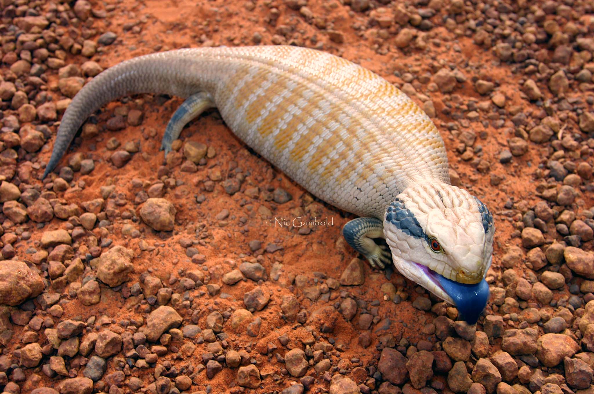 Lizard, Centralian Blue-tongued