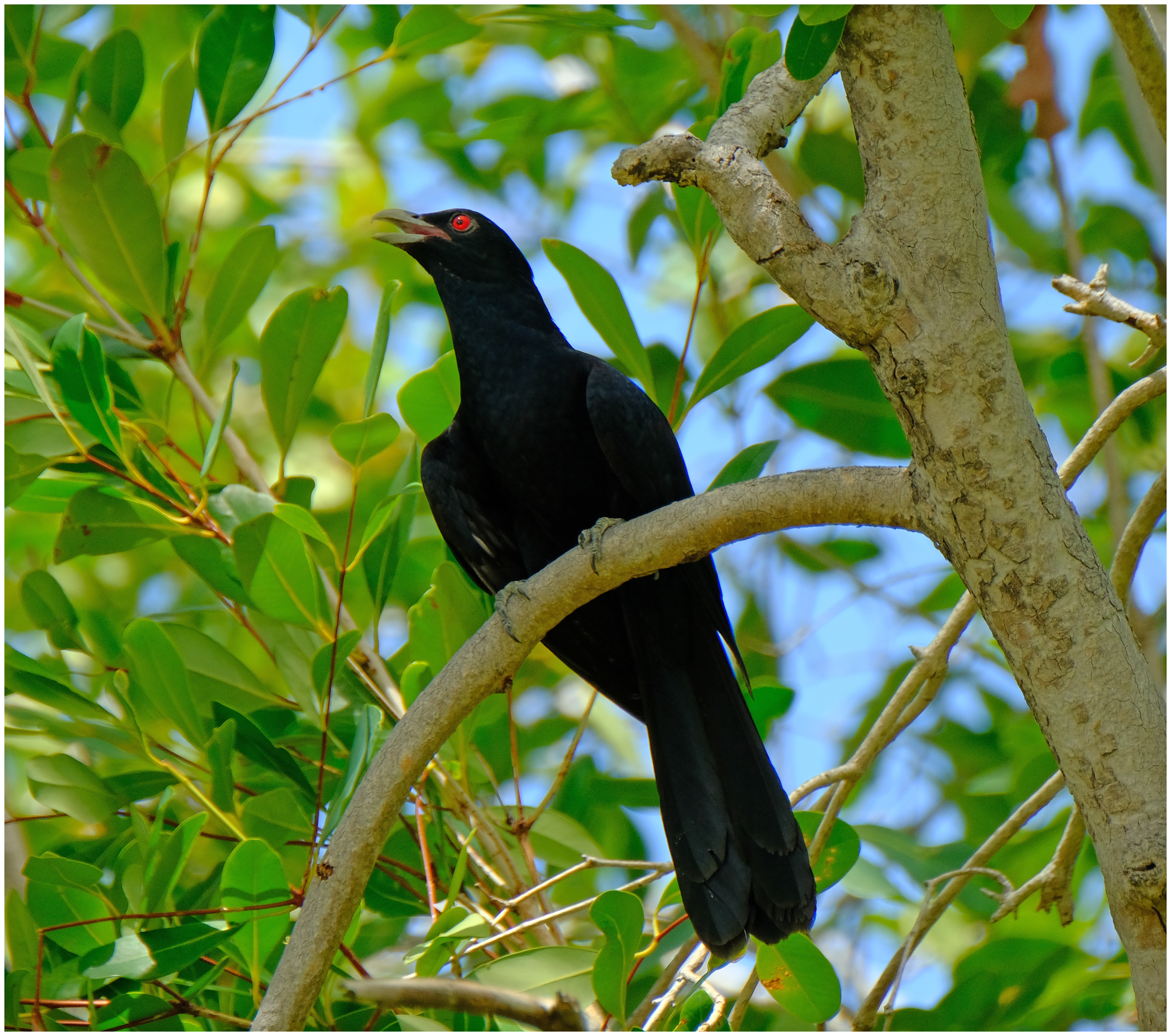 Common Koel