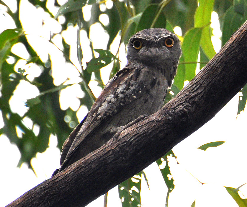 Tawny Frogmouth