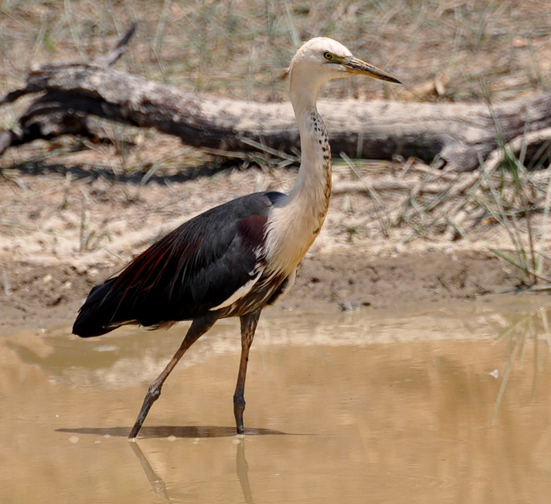 Heron, White-necked