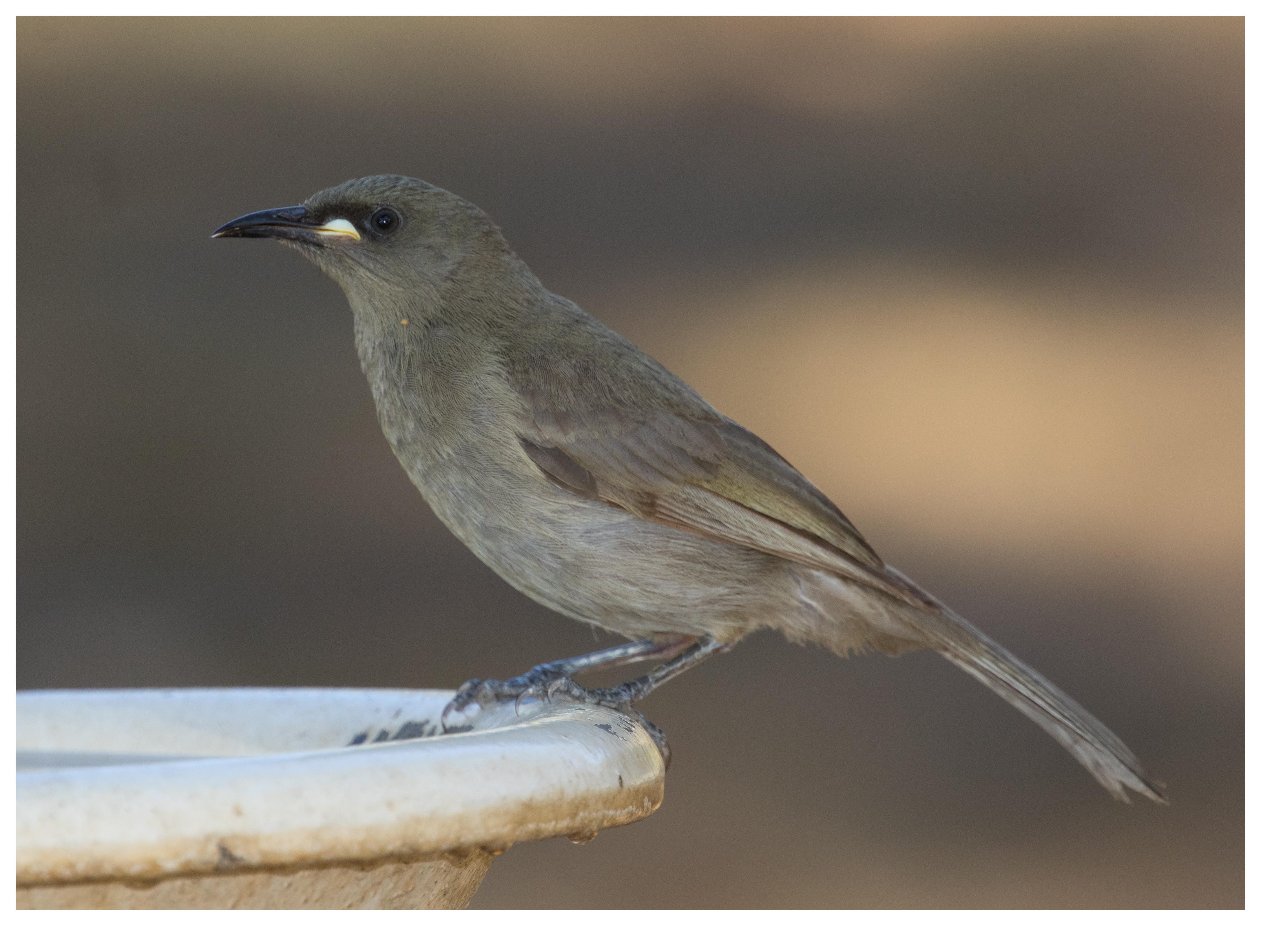 Honeyeater, White-gaped