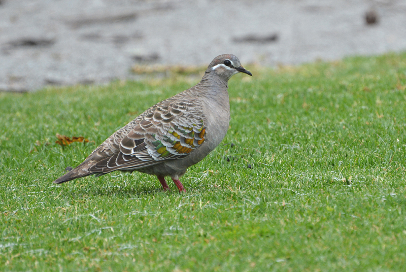 Pigeon, Common Bronzewing