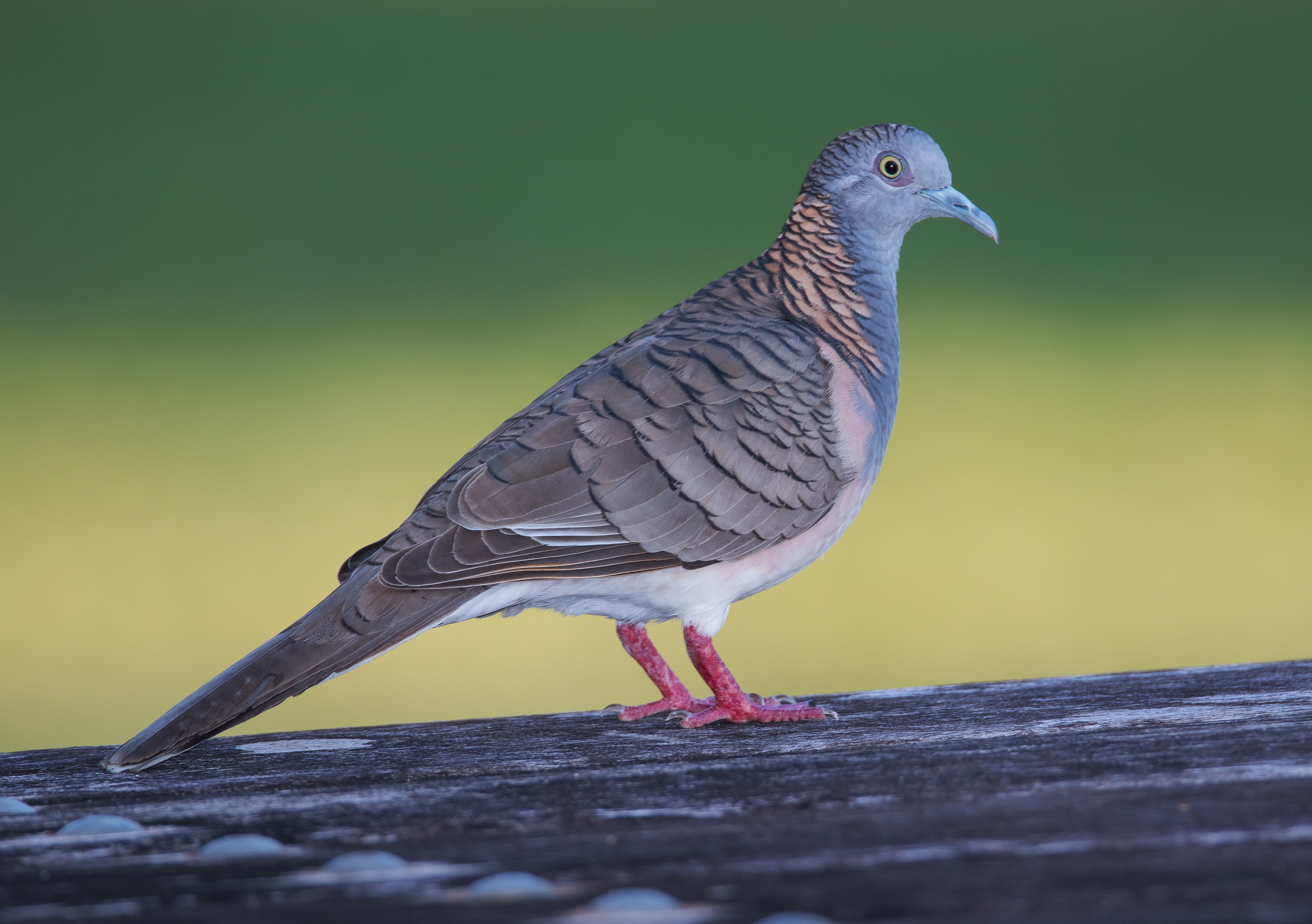 Dove, Bar-shouldered