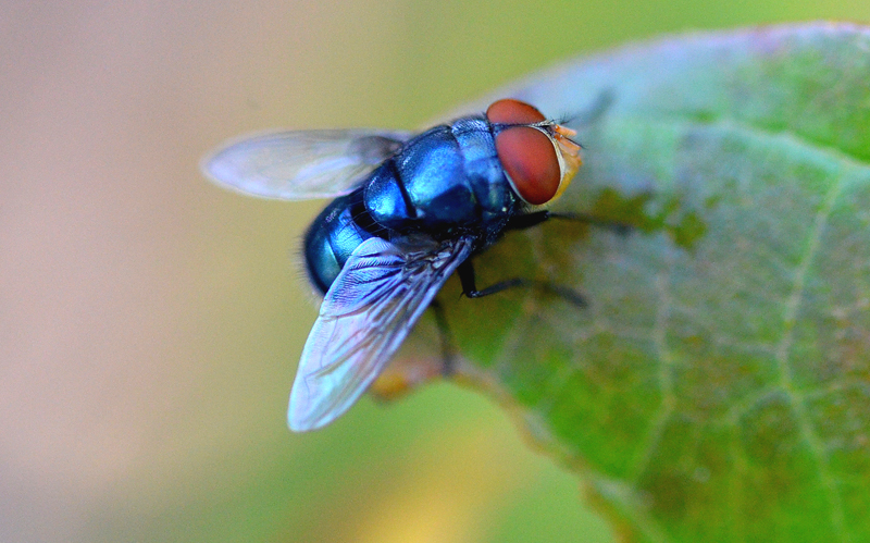 Fly, Bluebottle Blowfly