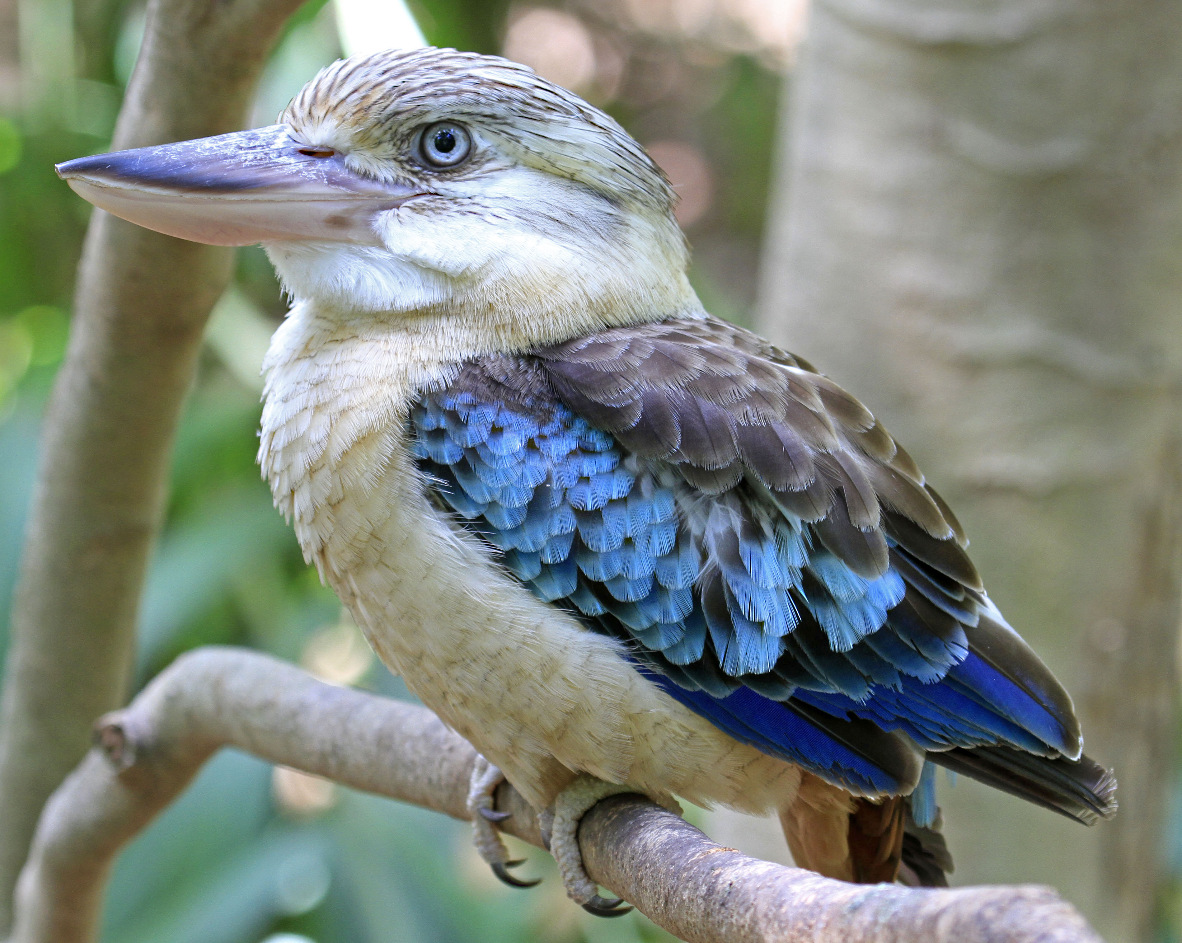Kookaburra, Blue-winged
