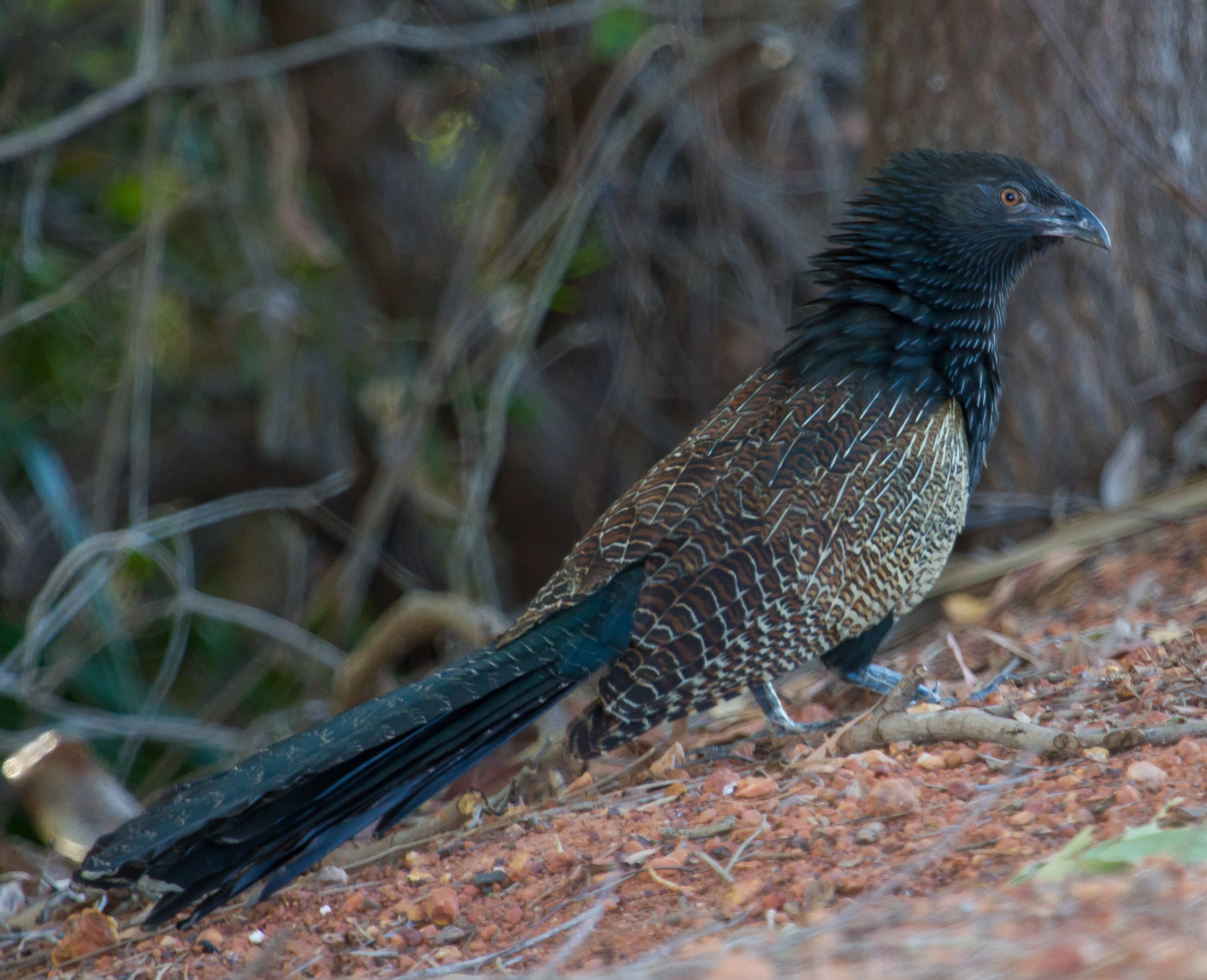 Pheasant Coucal