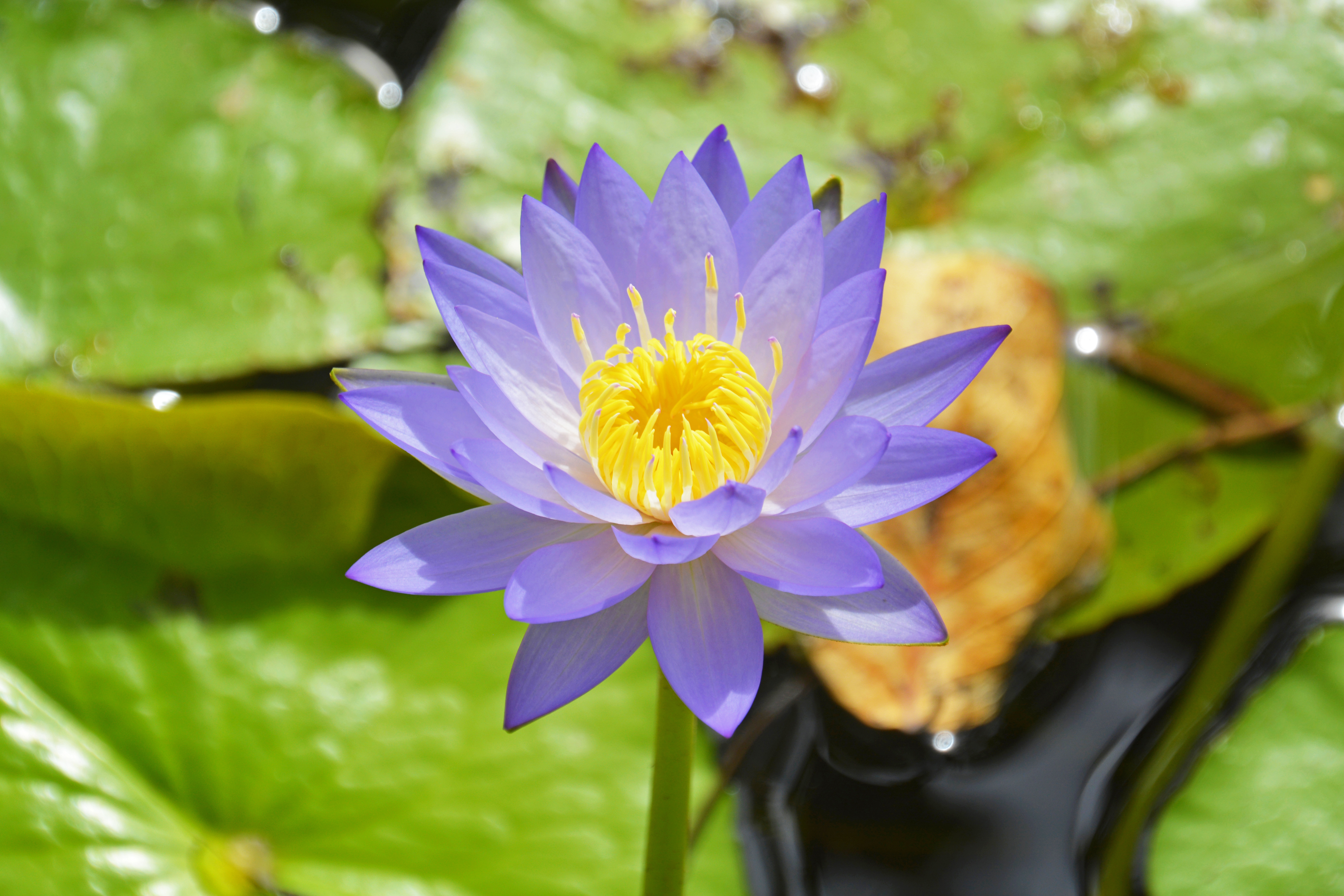 Water Lily