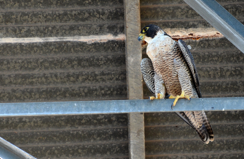 Falcon, Peregrine