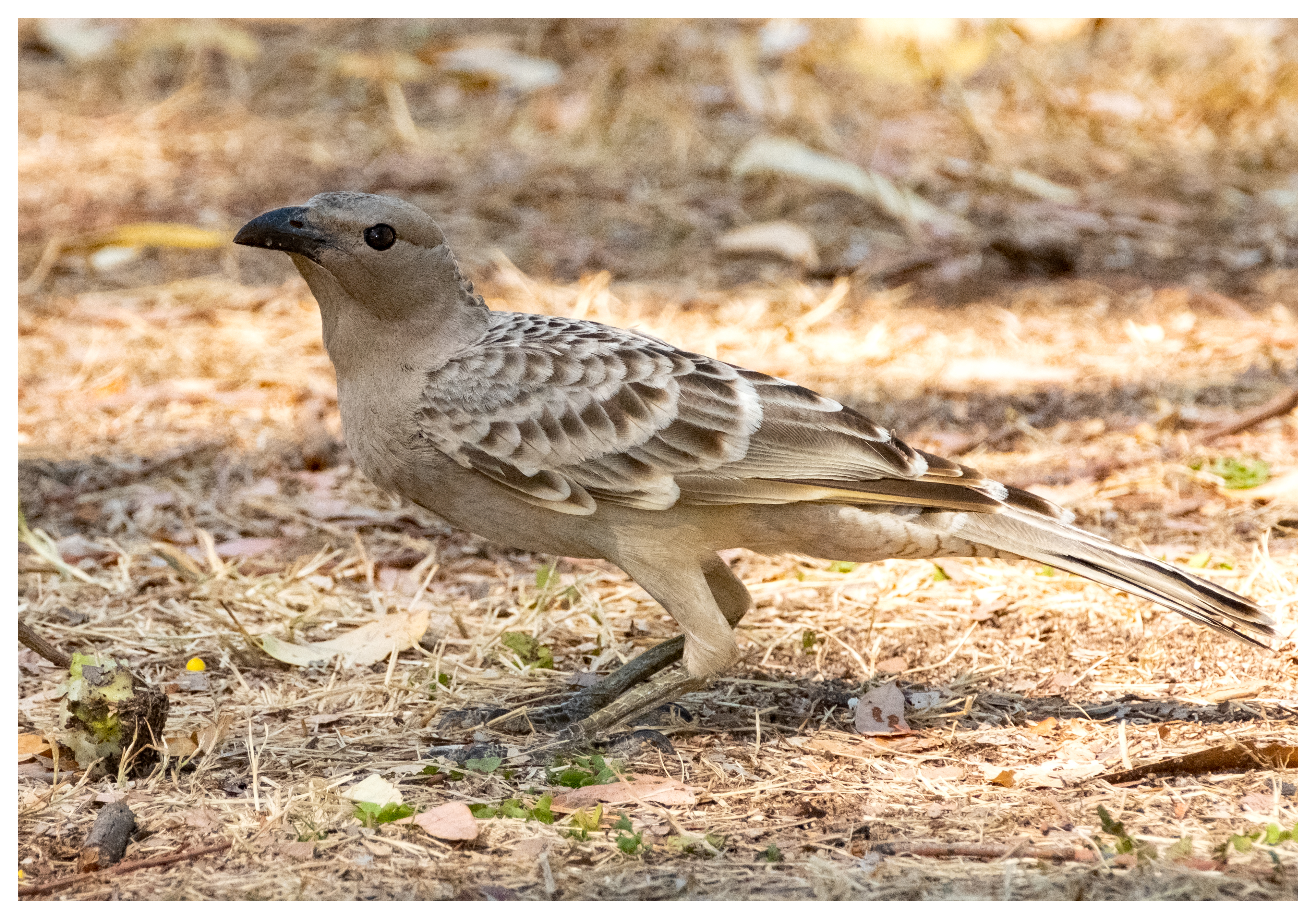 Bowerbird