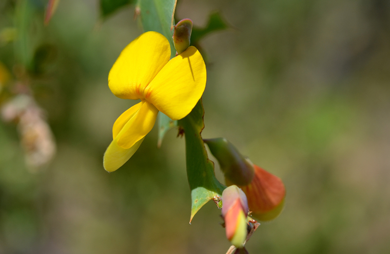 Holly-leaved Pea Flower