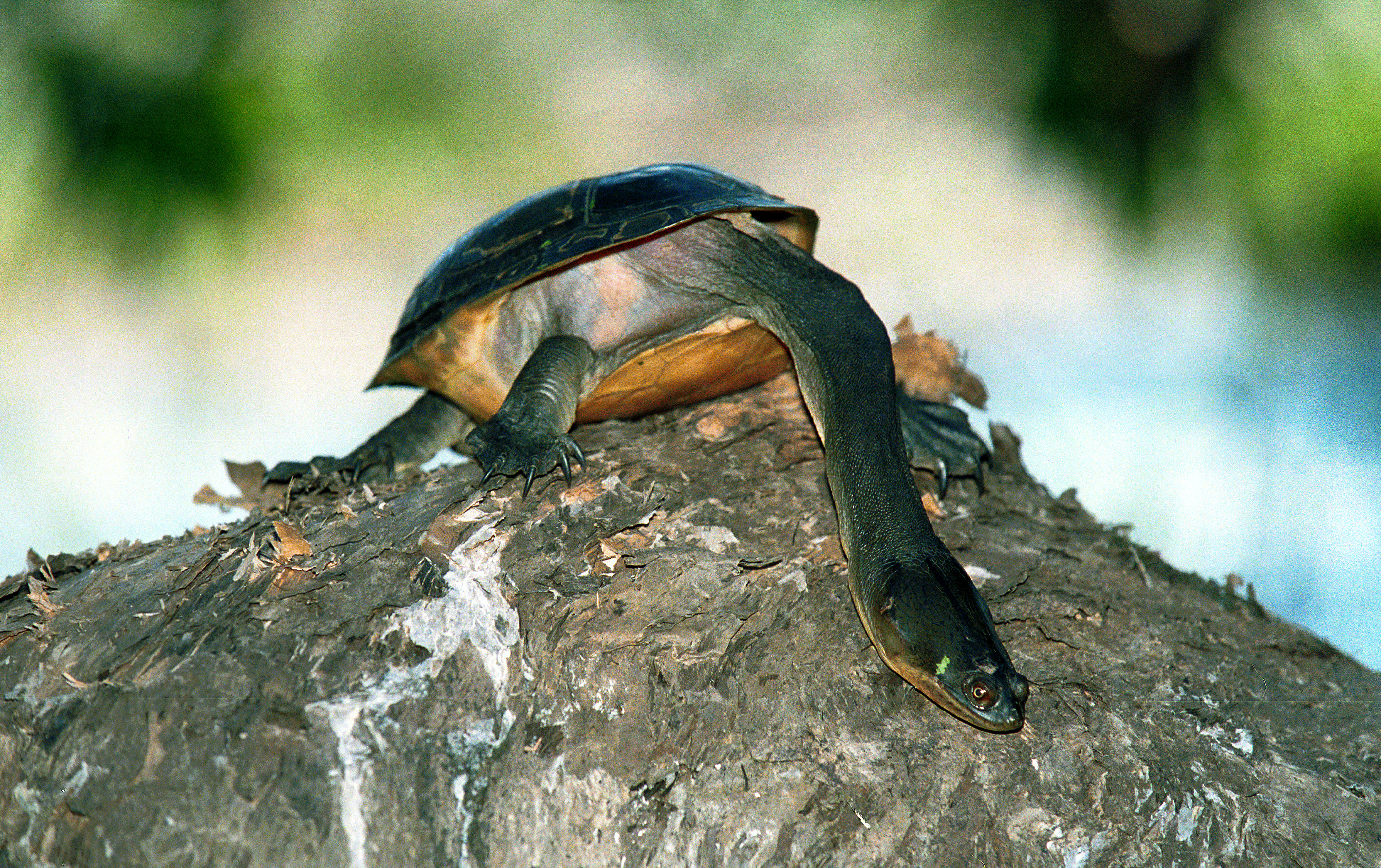 Turtle, Northern Long-necked