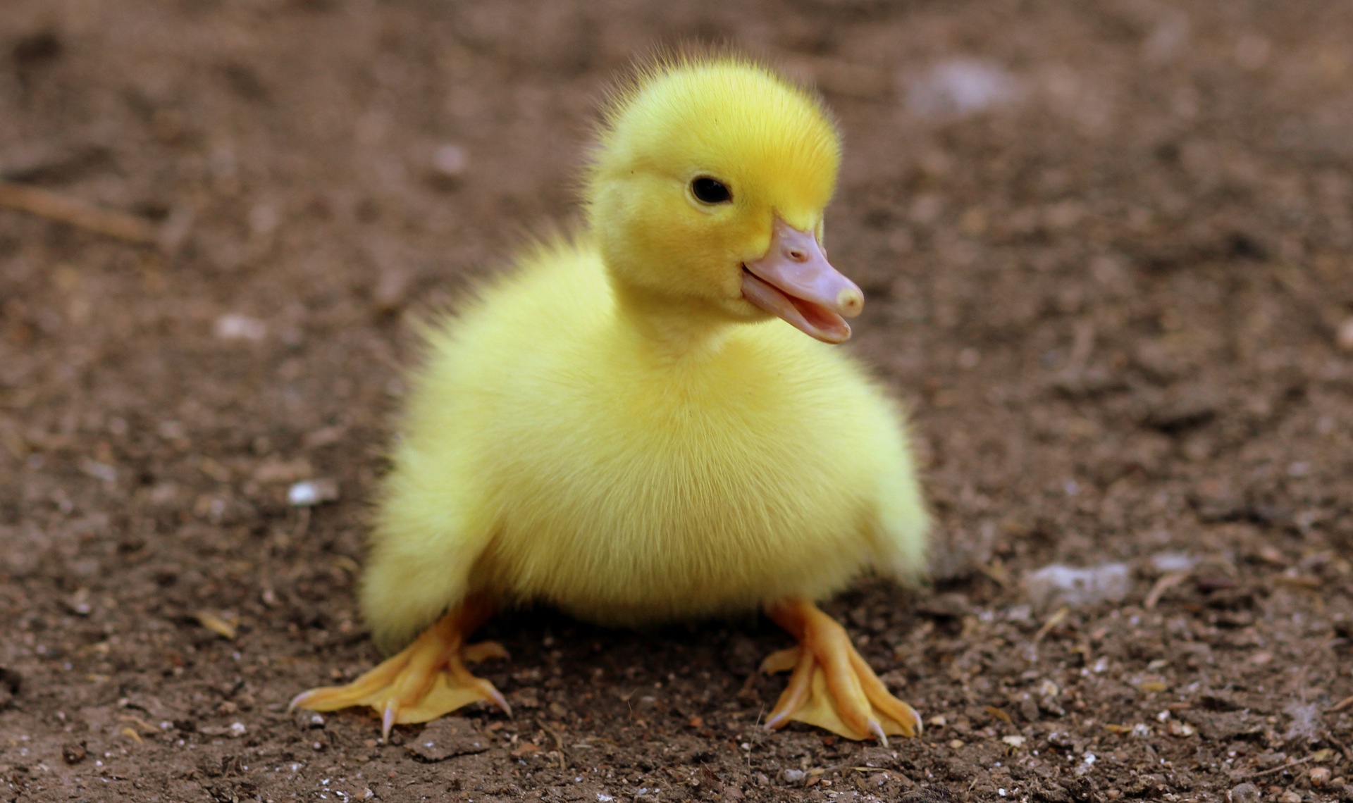 Duck, little