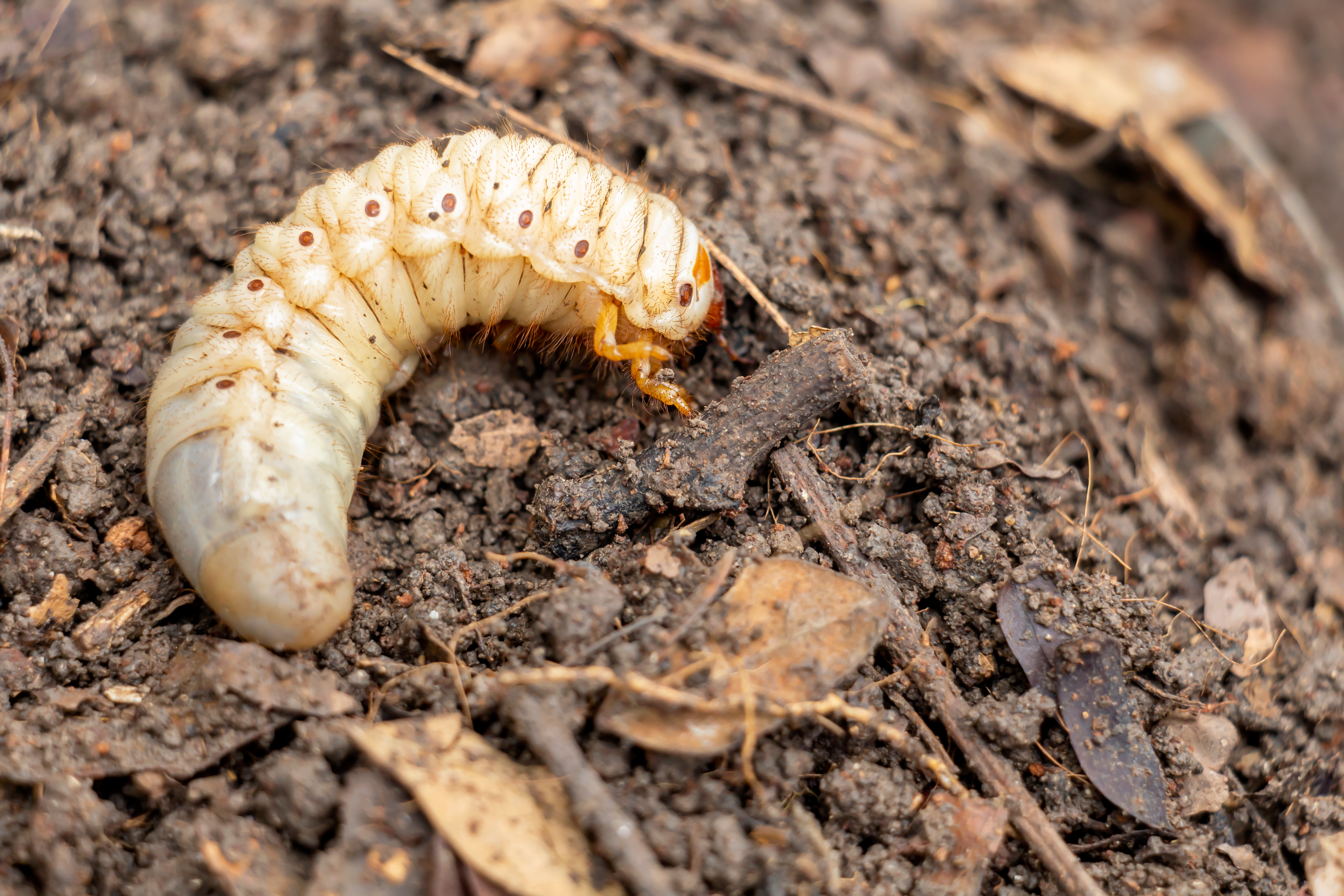 Witchetty Grub