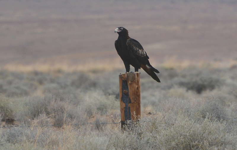 Eagle, Wedge-tailed