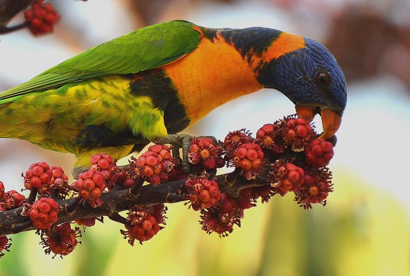 Lorikeet, Red-collared