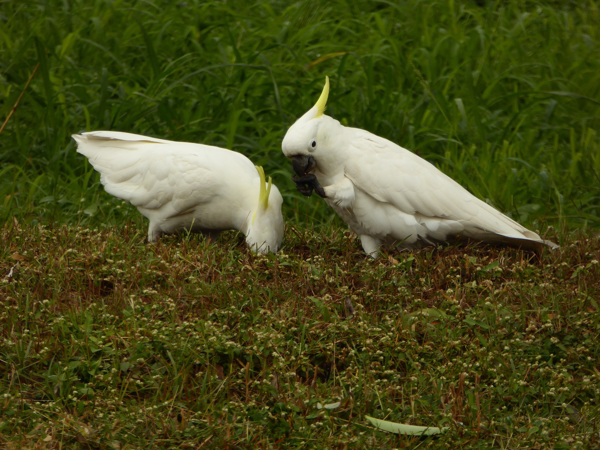 Cockatoo, white