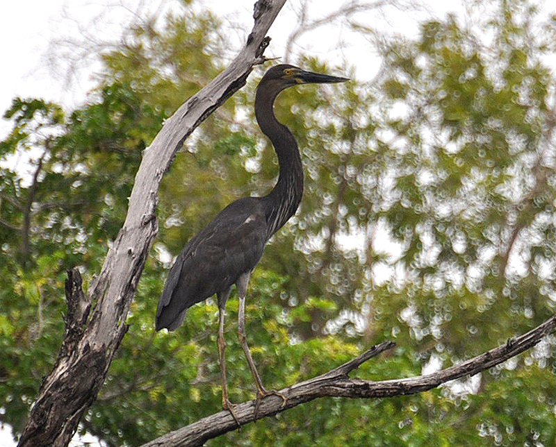 Heron, Great-billed