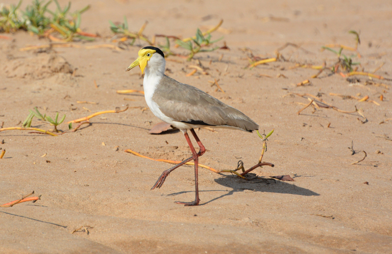 Masked Lapwing