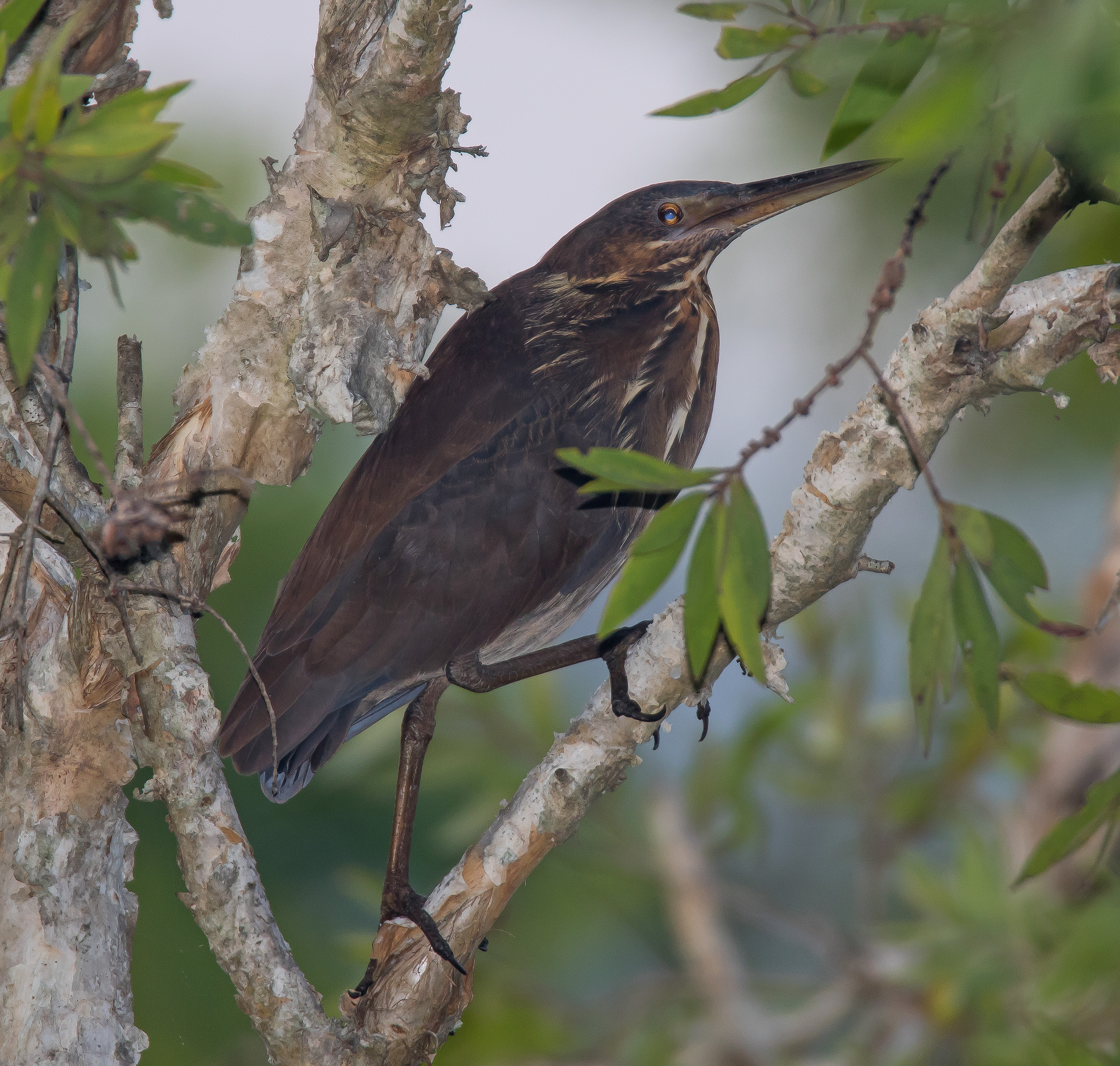 Black Bittern