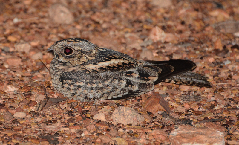 Nightjar, Spotted