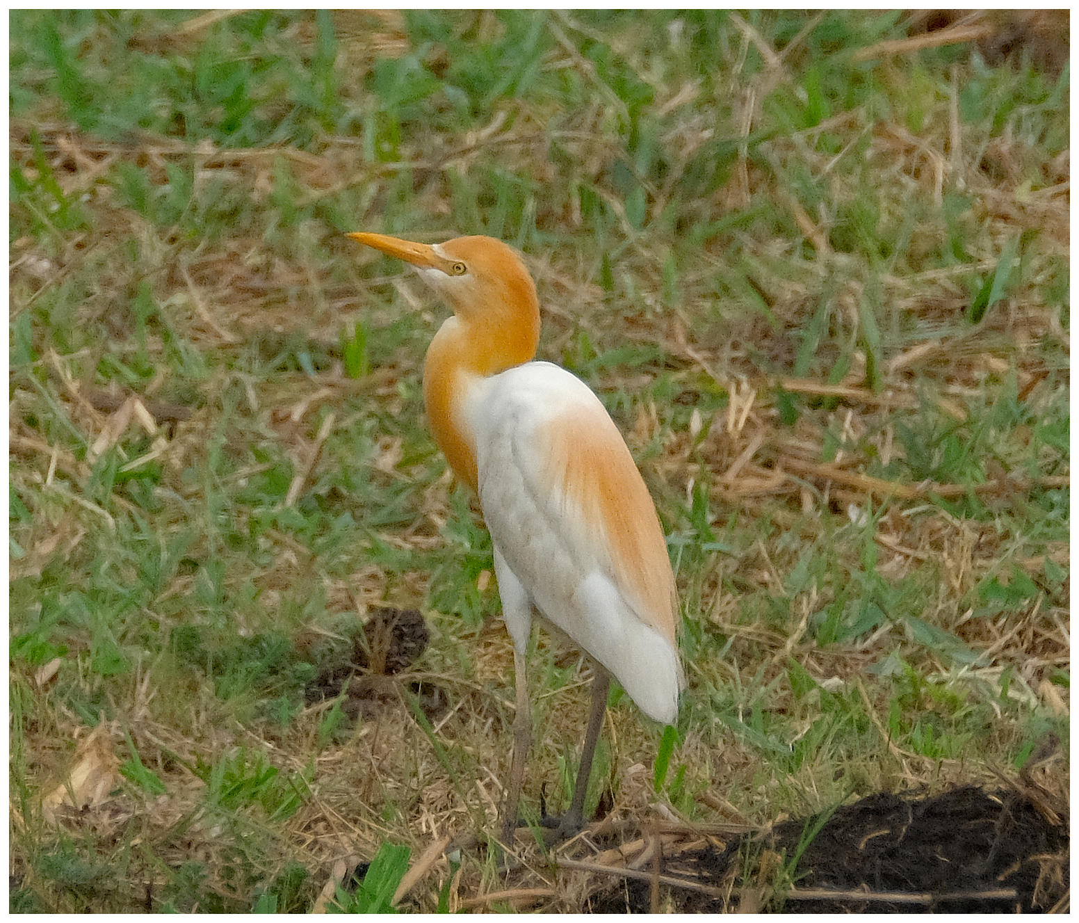 Egret, Cattle
