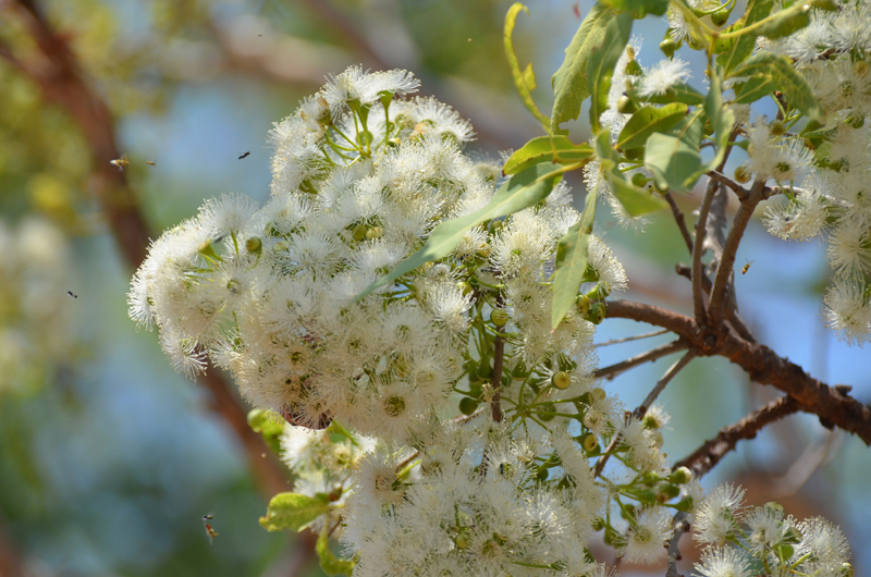 Gumtree, Northern Salmon