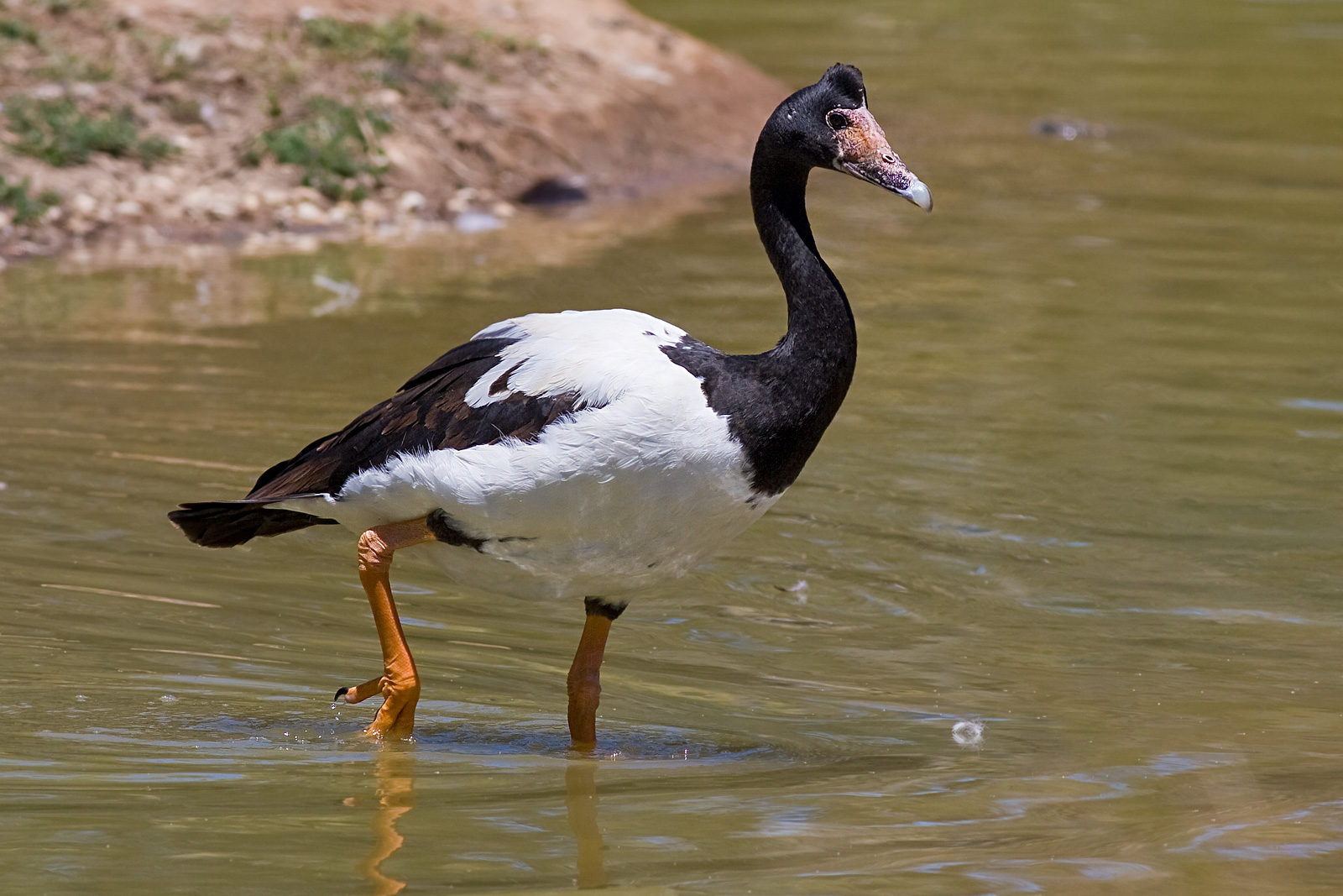 Magpie Goose