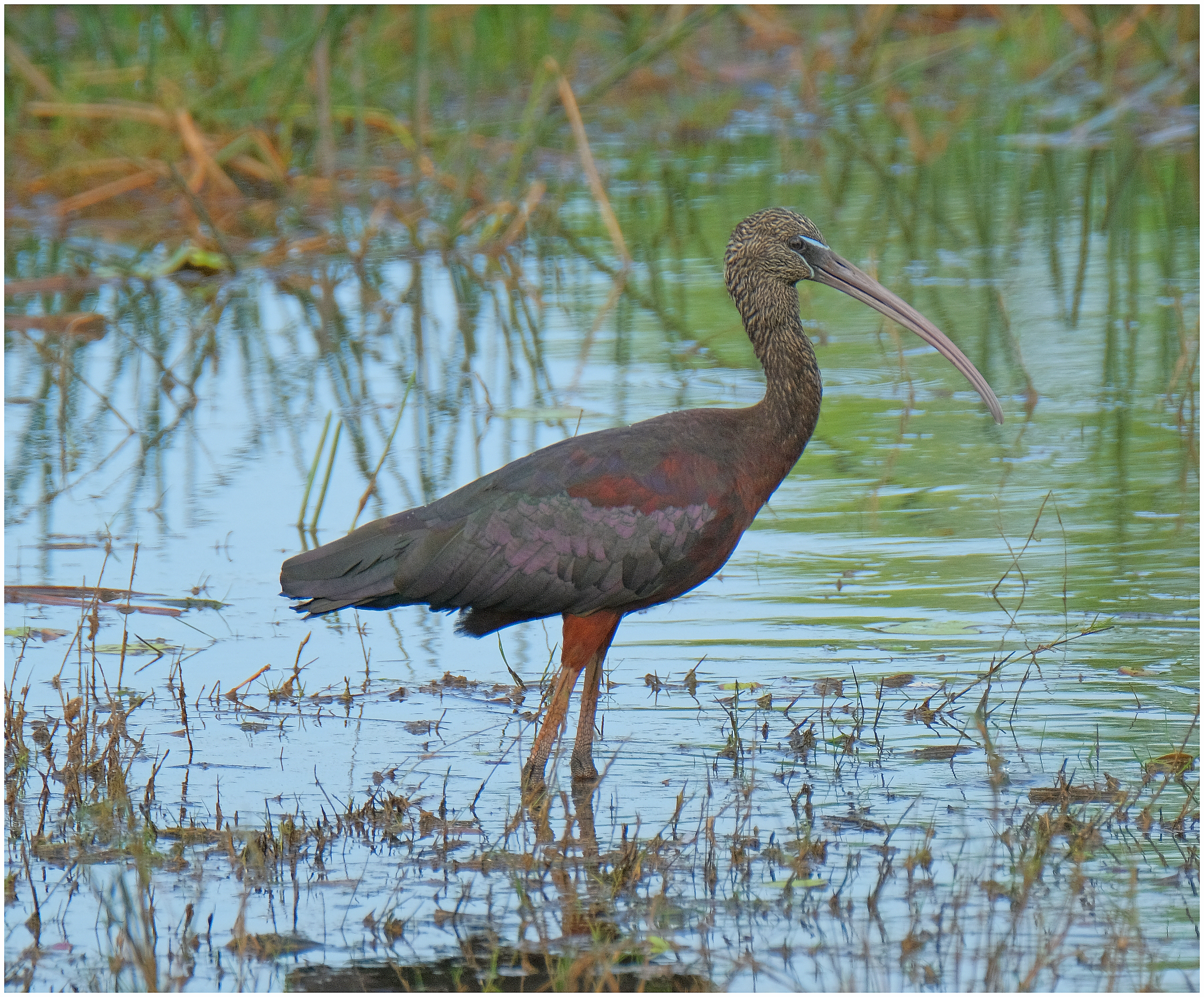 Ibis, Glossy