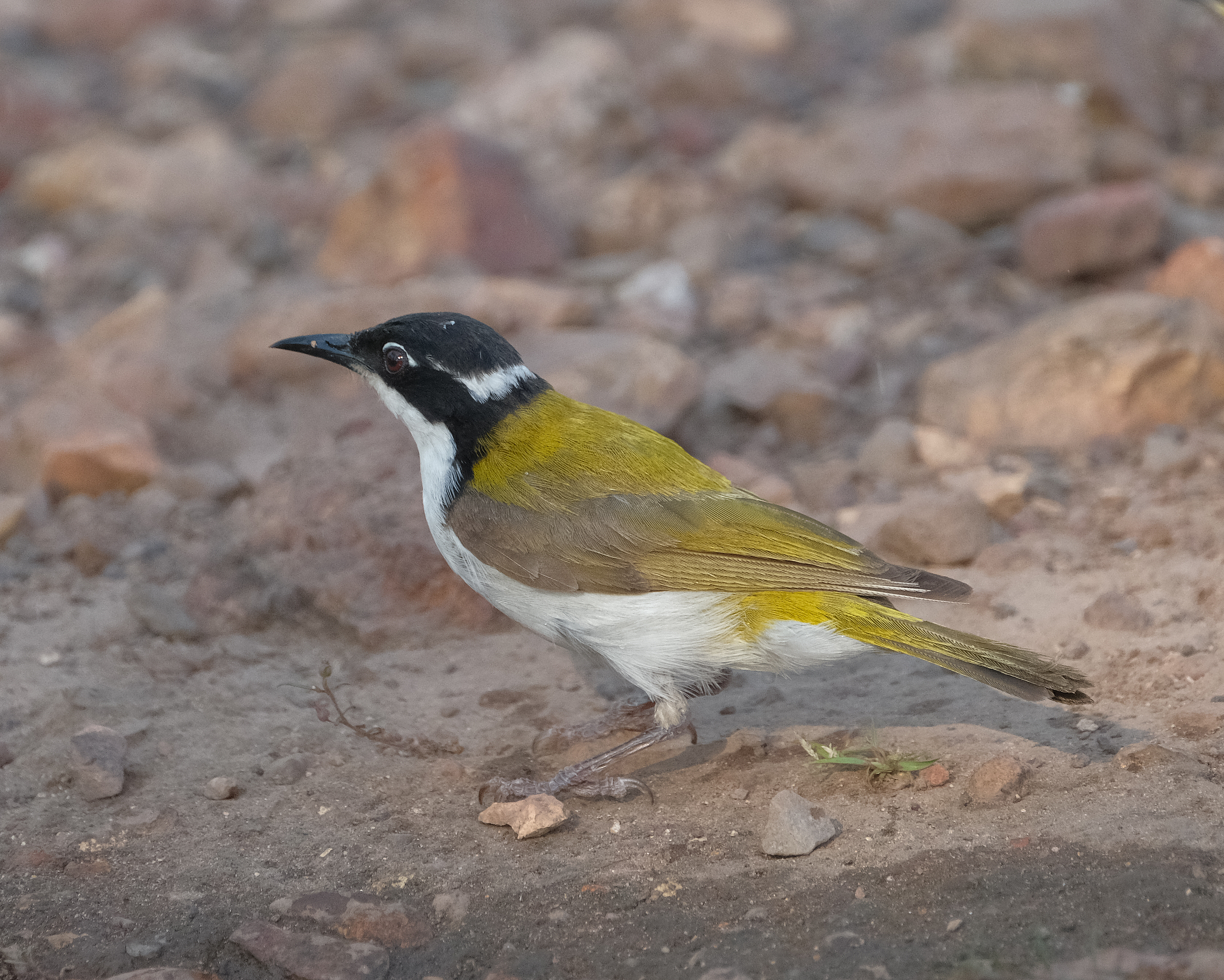 Honeyeater, White-throated