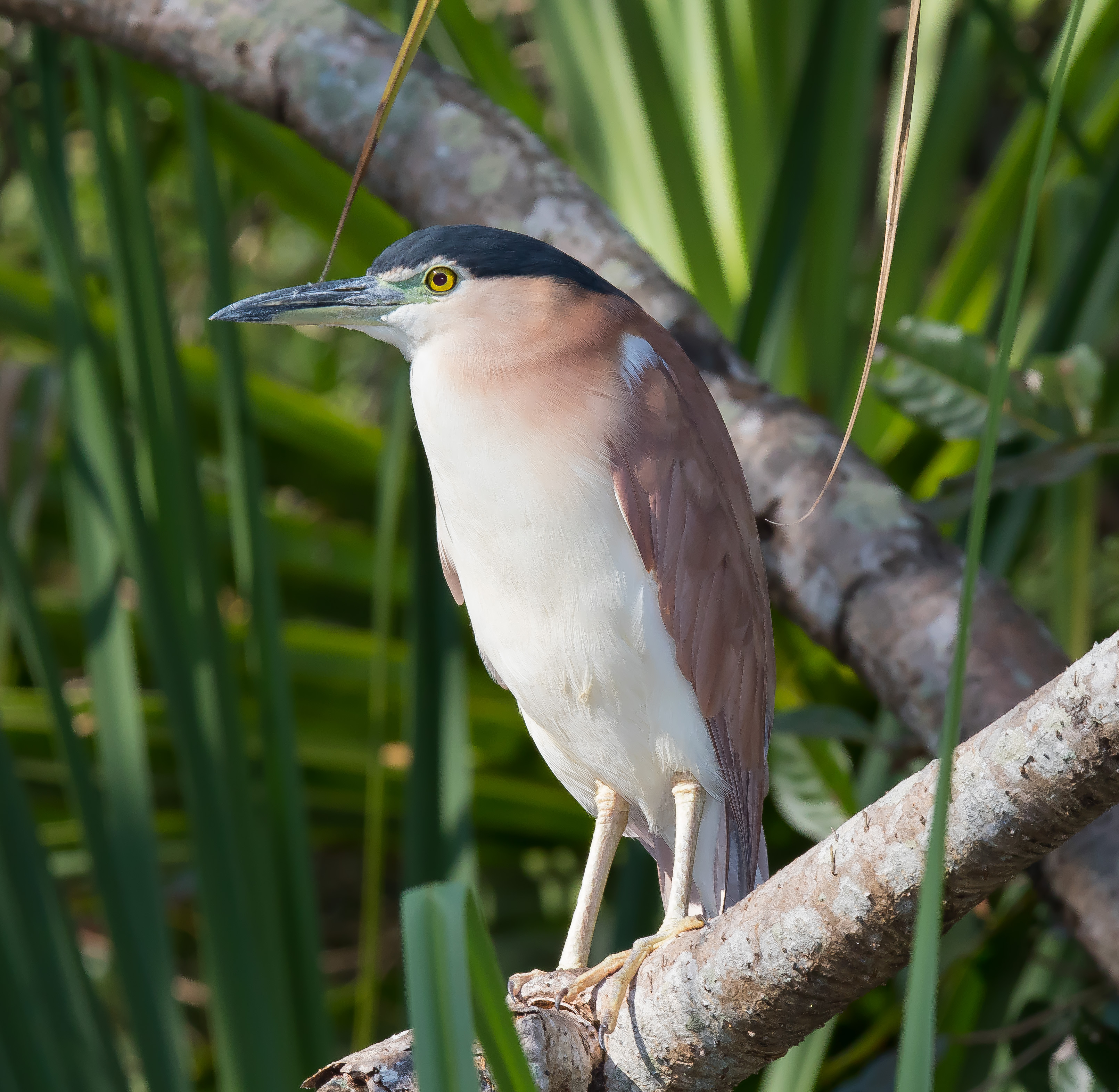 Heron, Nankeen Night