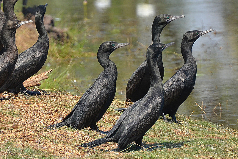 Cormorant, Little Black