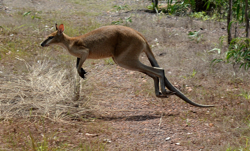 Wallaby, Agile (general)