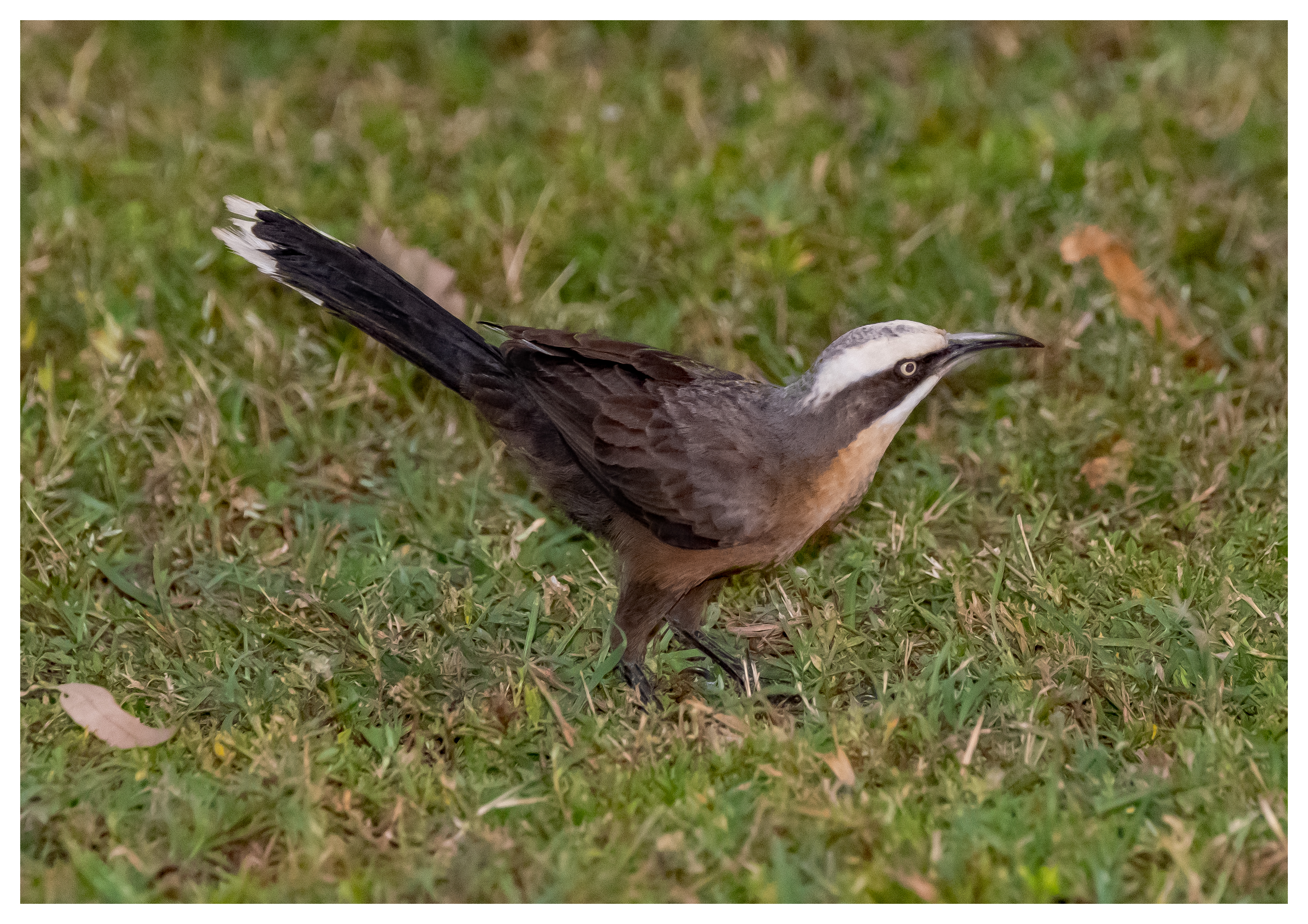 Babbler, Grey-crowned
