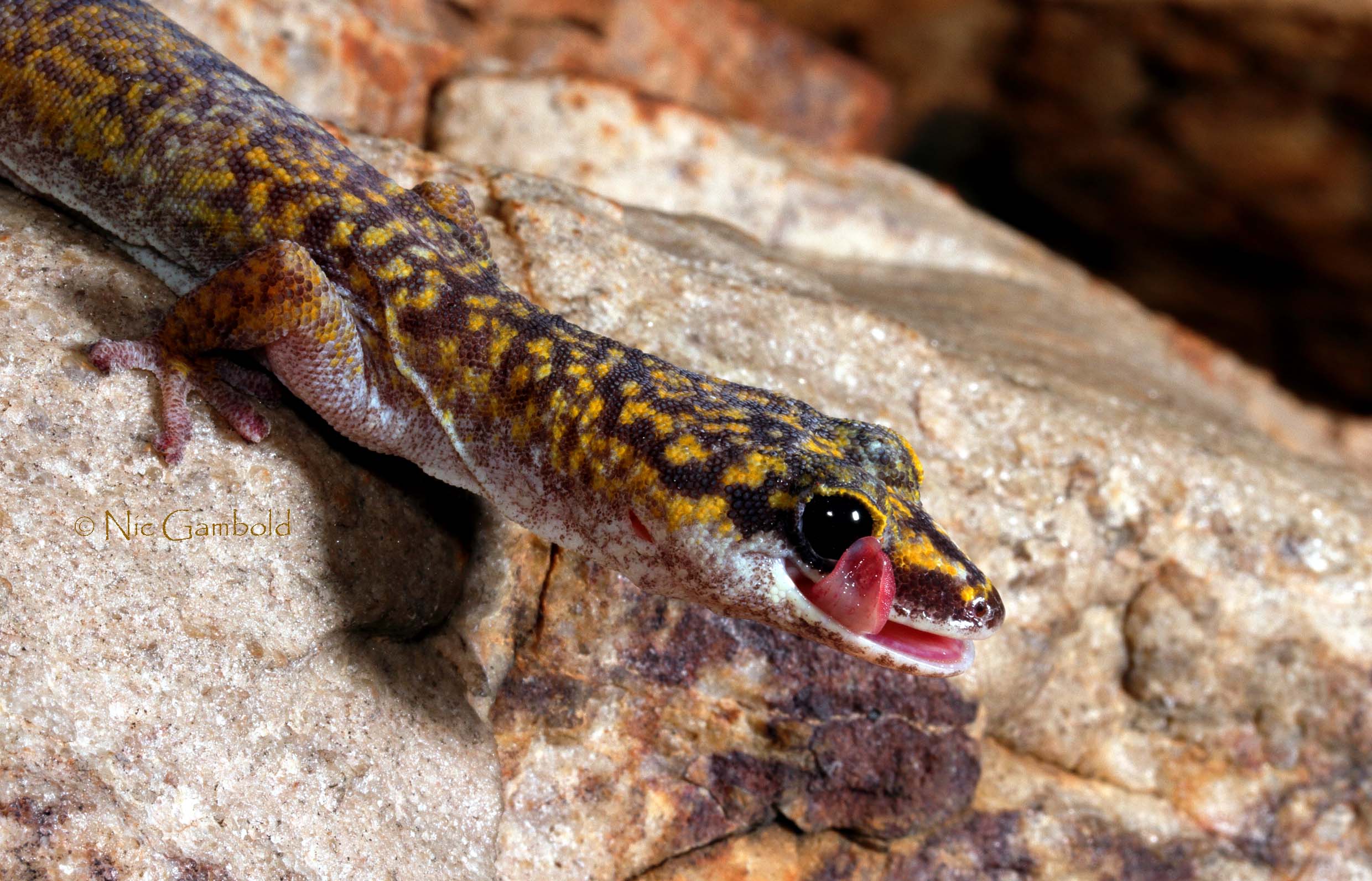 Gecko, Marbled Velvet