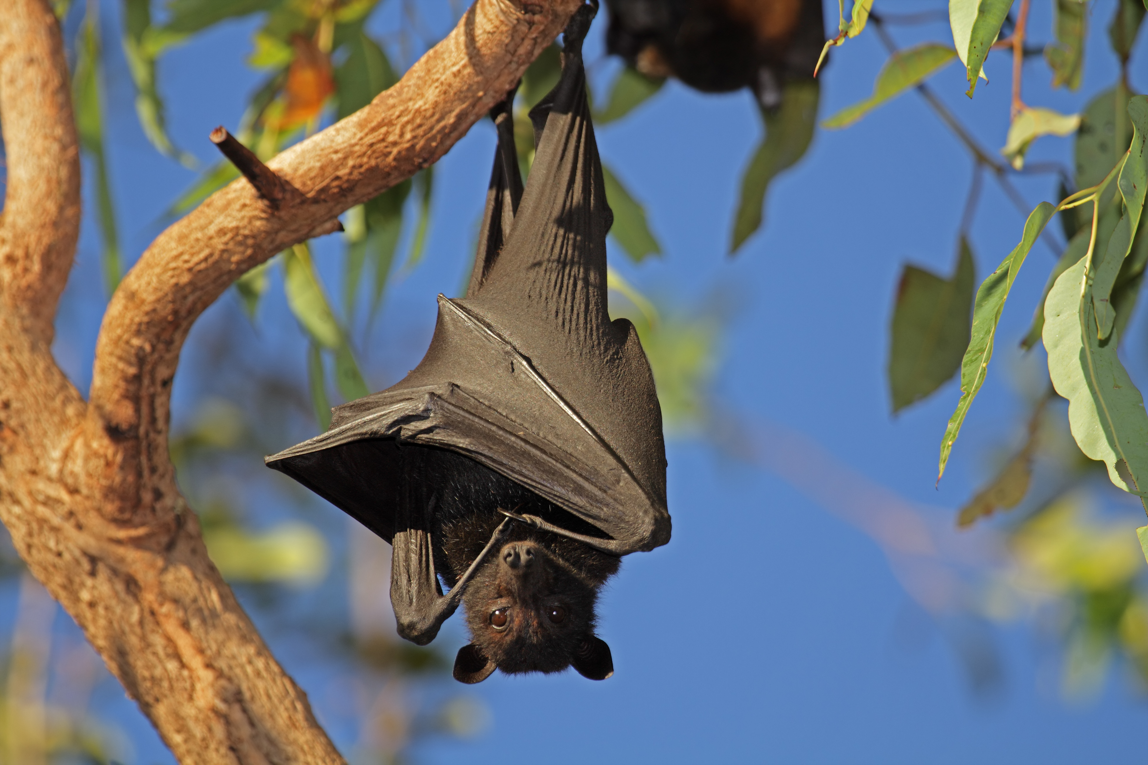 Flying-fox, Black