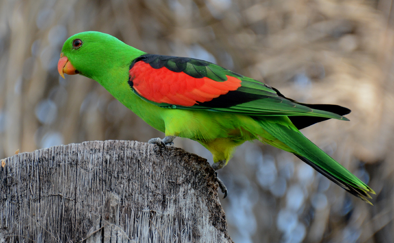 Parrot, Red-winged