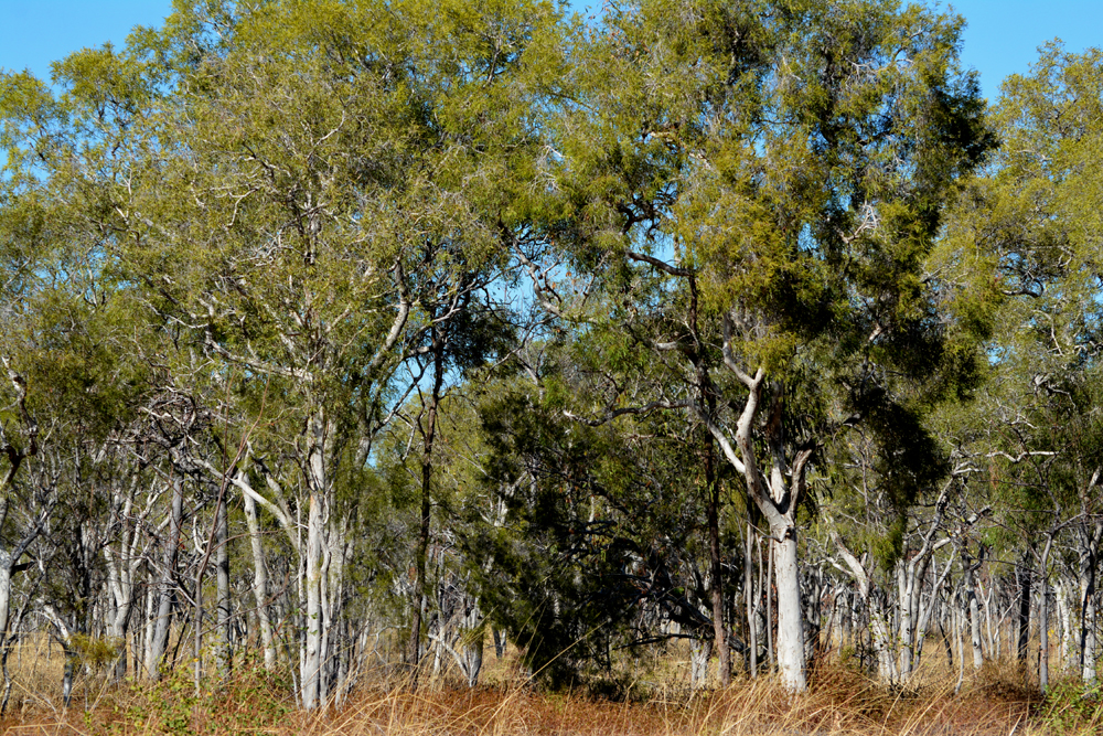 Paperbark, Small-leaved