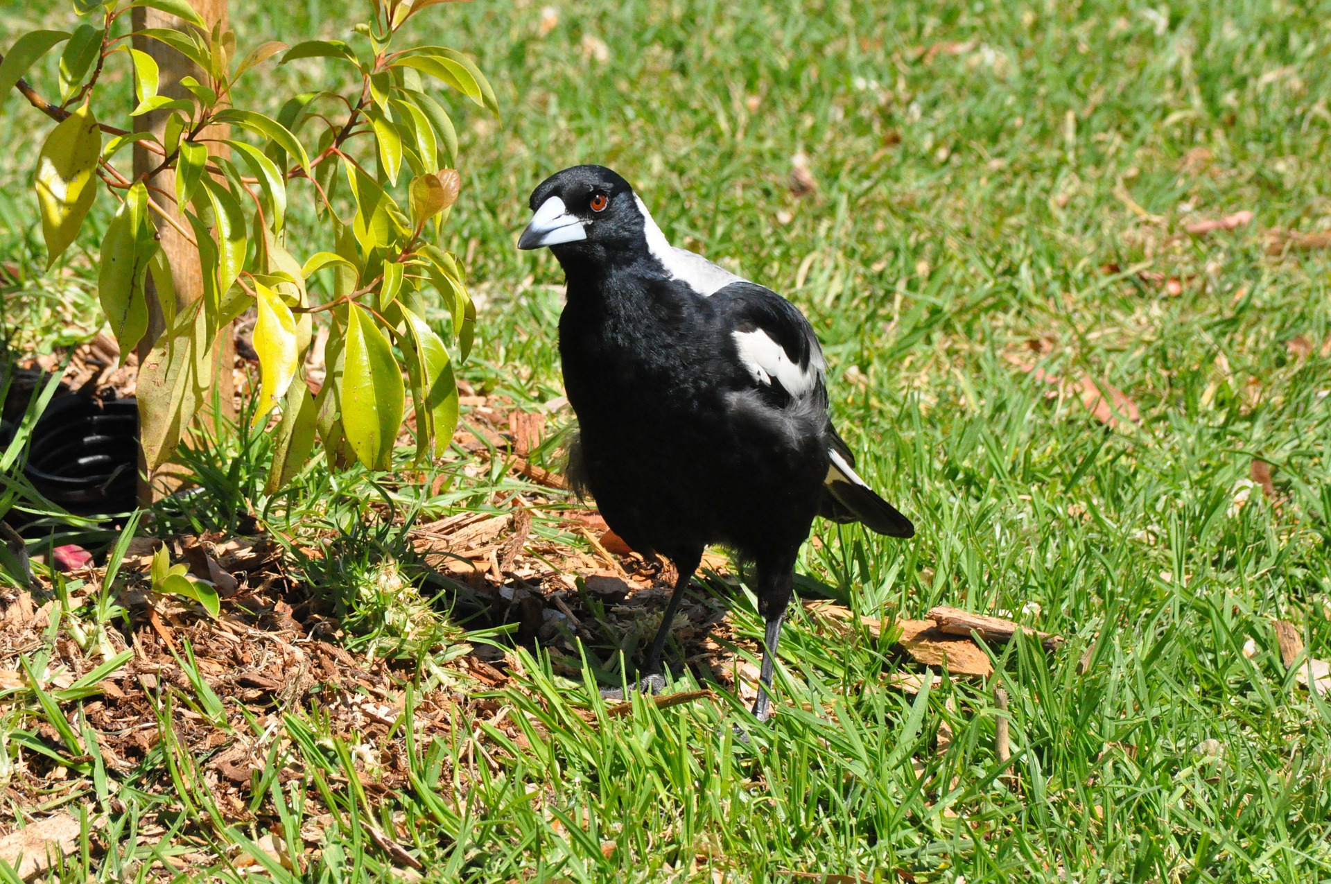 Magpie, common
