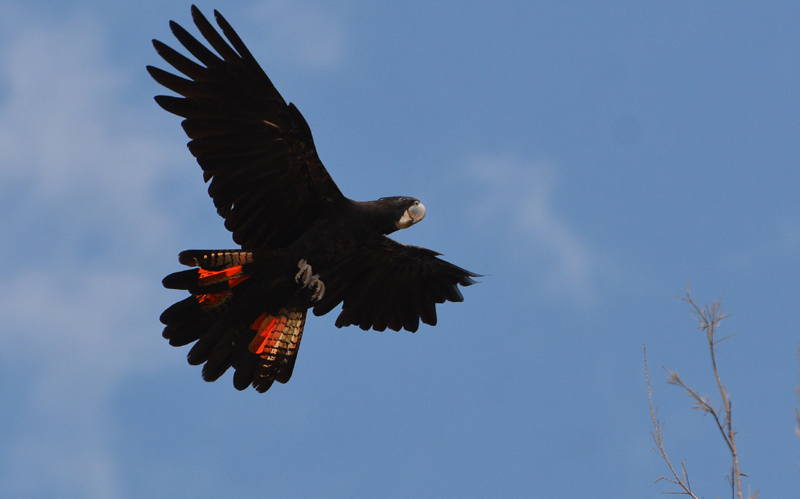 Cockatoo, Red-tailed Black
