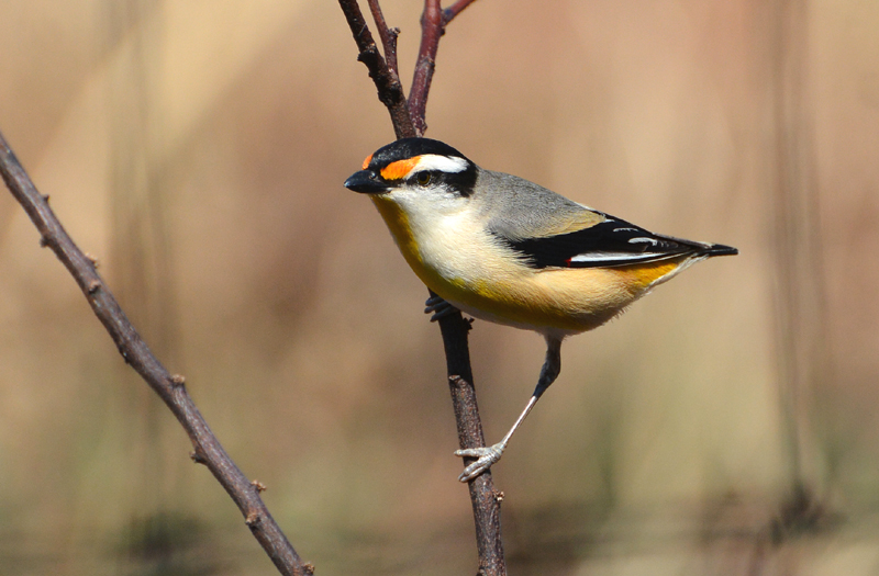 Pardalote, Striated