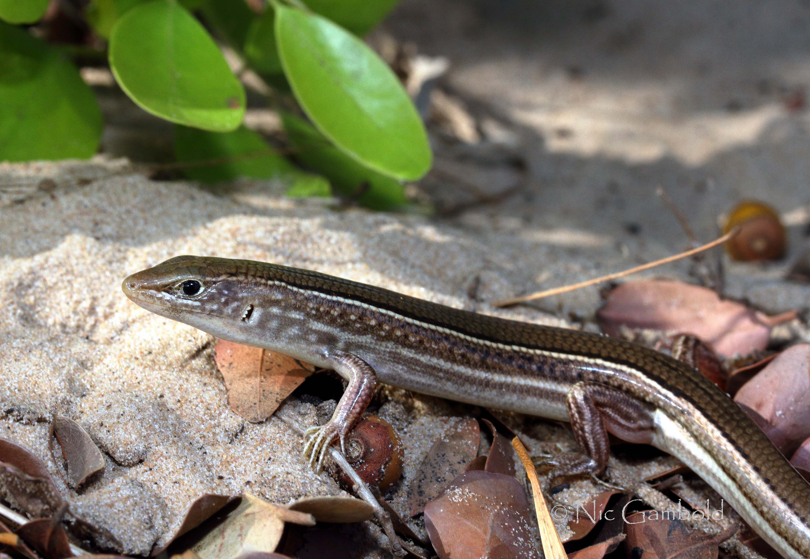 Skink, slippery lizard