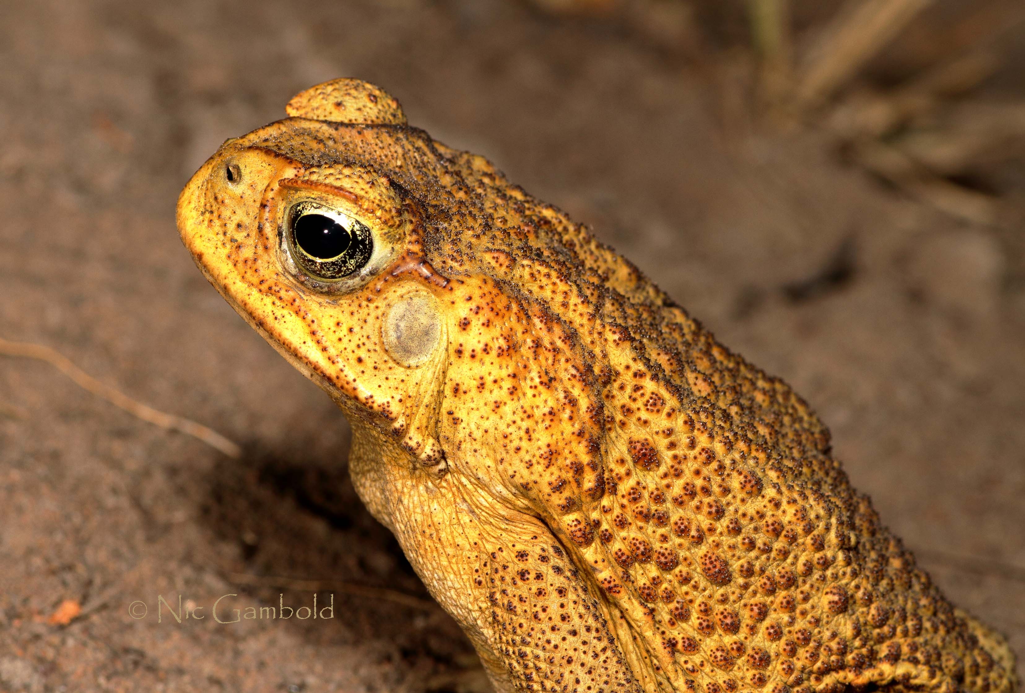 Cane toad