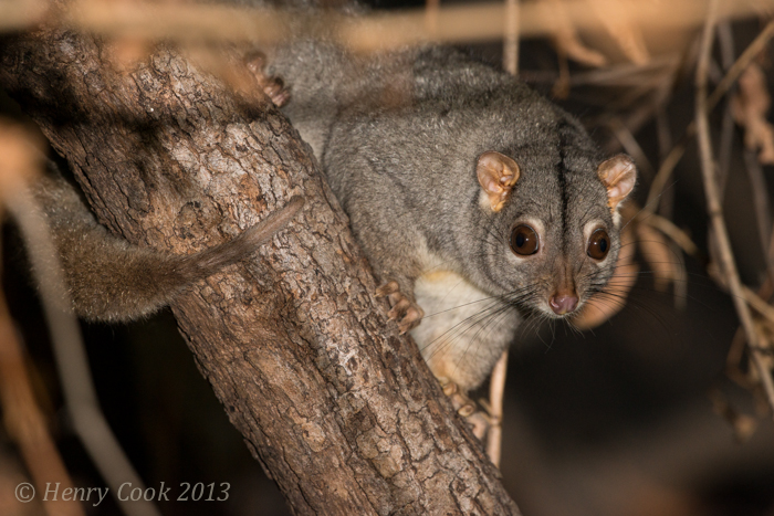 Possum, Rock Ringtail