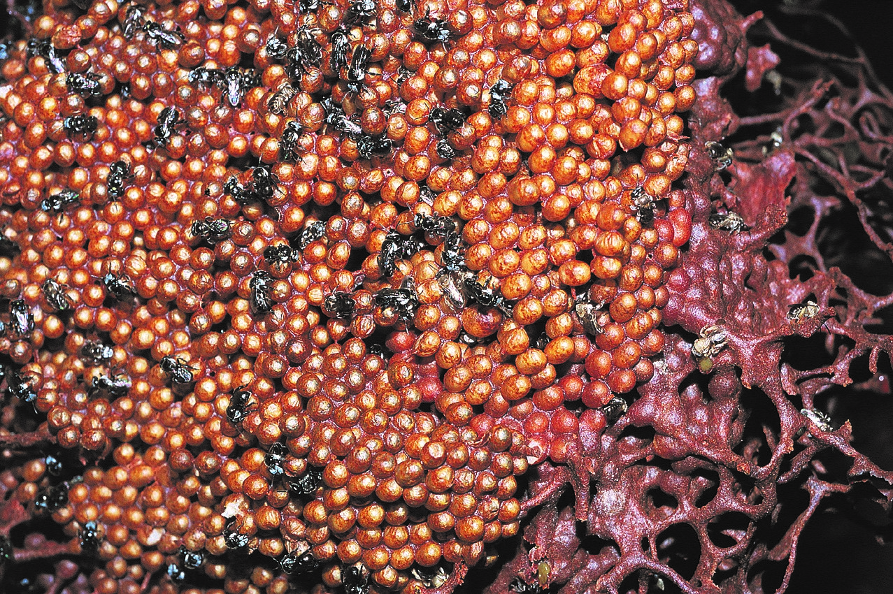 Sugarbag (native beehive)