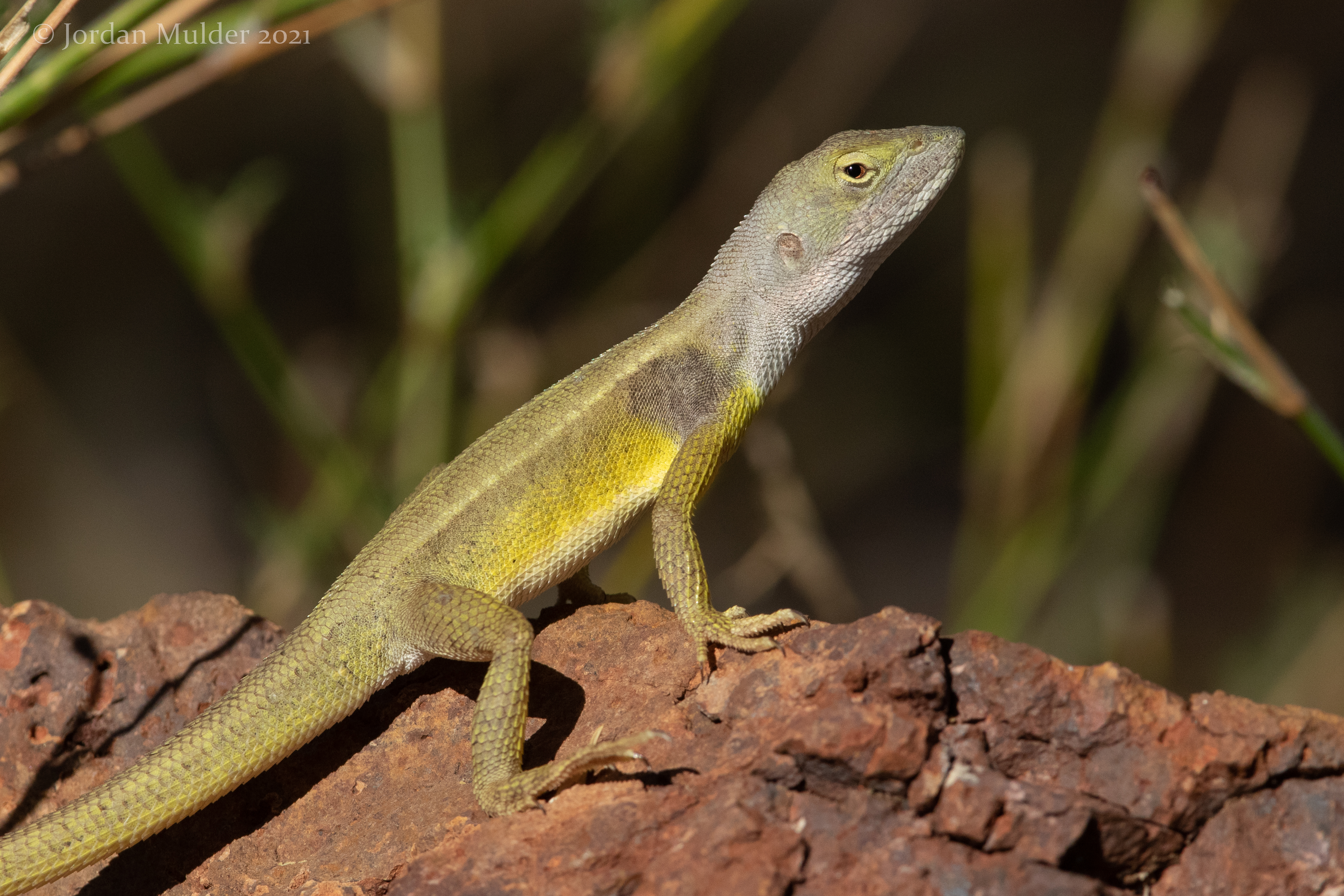 Dragon, Yellow-sided Two-lined